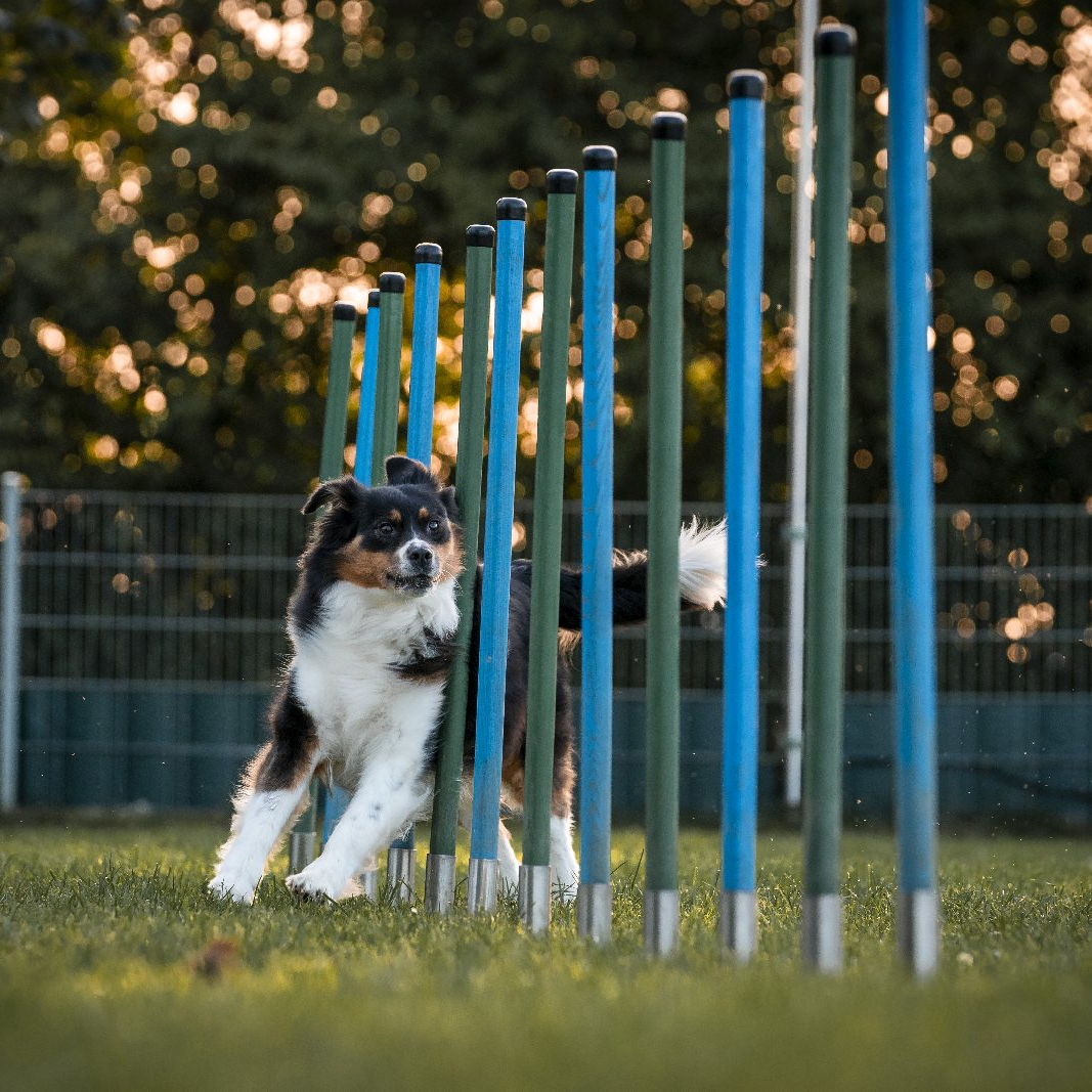 Agility-001