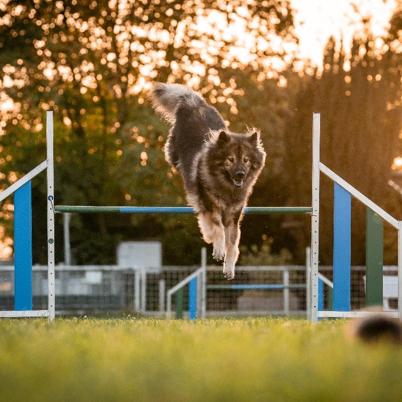 agility-006_x_thumb